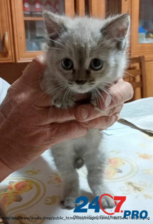 Кошка, 2 месяца, в добрые руки Orenburg - photo 2