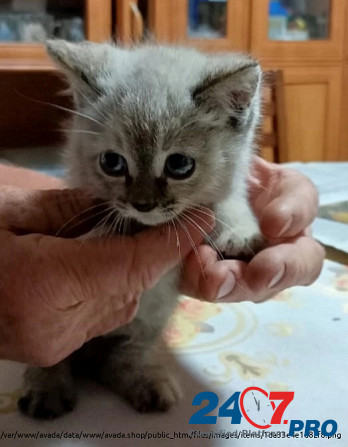 Кошка, 2 месяца, в добрые руки Orenburg - photo 1