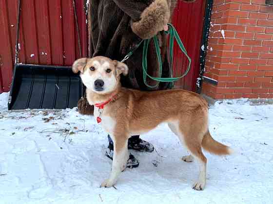 Редкая умница-собака Sankt-Peterburg