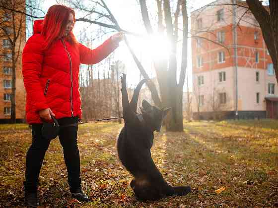 Домашняя собачка, дружит с кошками Sankt-Peterburg