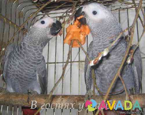 Жако и Амазоны суринамские птенцы выкормыши говорящие от заводчика Sochi