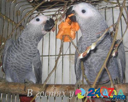 Жако и Амазоны суринамские птенцы выкормыши говорящие от заводчика Сочи - изображение 2