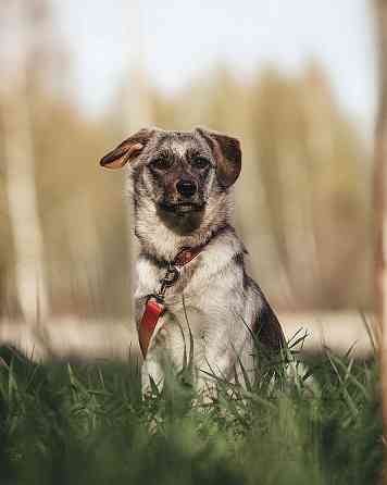 Молодая, красивая собака Белочка в добрые руки Moscow