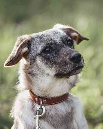 Молодая, красивая собака Белочка в добрые руки Москва