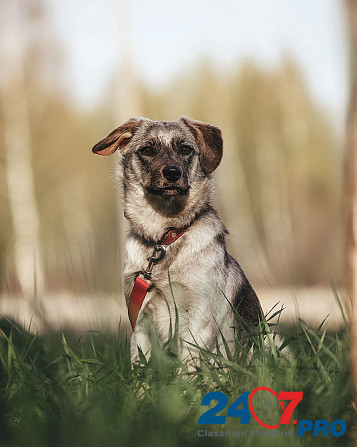 Молодая, красивая собака Белочка в добрые руки Moscow - photo 2