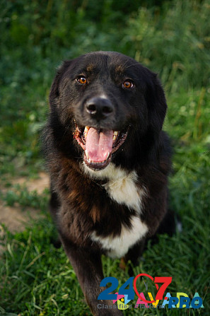 Алтай- крупный, серьёзный, грозный парень внешне, в душе дурашливый щенок. Moscow - photo 6