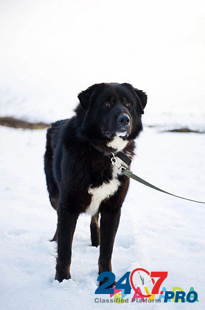 Алтай- крупный, серьёзный, грозный парень внешне, в душе дурашливый щенок. Moscow - photo 8