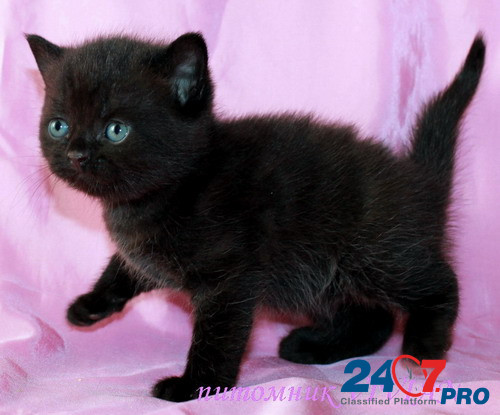 БРитанские черные котята из питомника VIVIAN. Москва - изображение 2