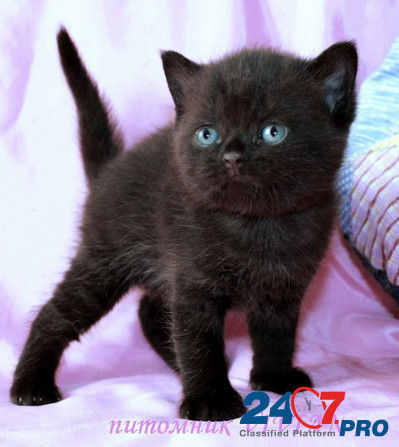 БРитанские черные котята из питомника VIVIAN. Moscow - photo 3