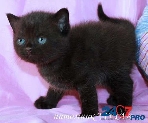 БРитанские черные котята из питомника VIVIAN. Москва - изображение 1