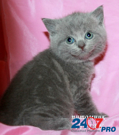 Британские плюшевые котята. Москва - изображение 1