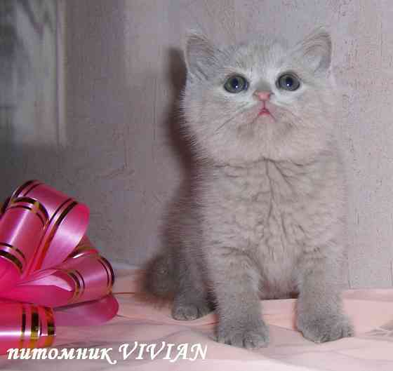 Британские голубые и лиловые клубные котята. Moscow