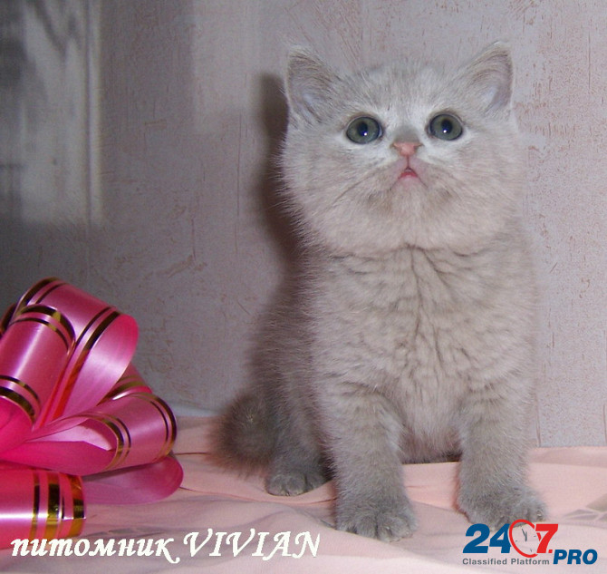 Британские голубые и лиловые клубные котята. Moscow - photo 3
