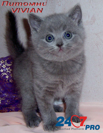 Британские голубые и лиловые клубные котята. Москва - изображение 2