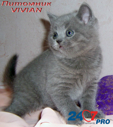 Британские голубые и лиловые клубные котята. Moscow - photo 1