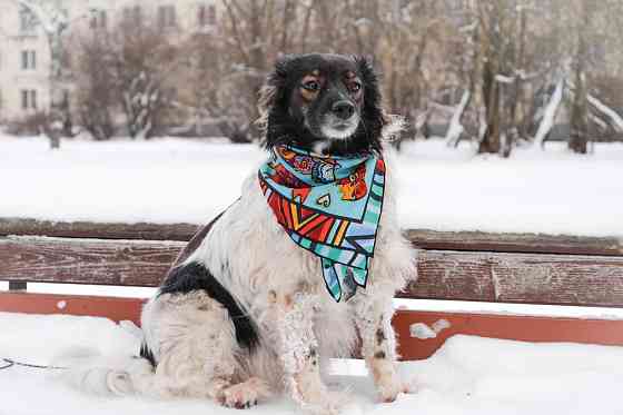 Изумительной красоты небольшая собачка Sankt-Peterburg