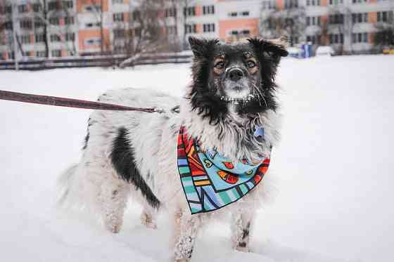 Изумительной красоты небольшая собачка Sankt-Peterburg