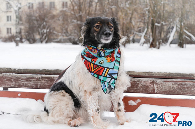 Изумительной красоты небольшая собачка Sankt-Peterburg - photo 6