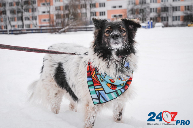 Изумительной красоты небольшая собачка Sankt-Peterburg - photo 4