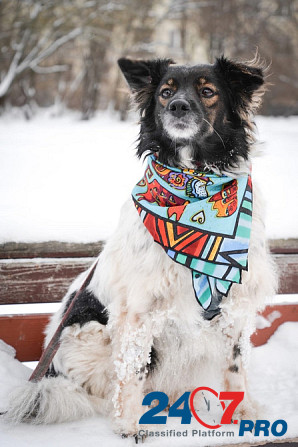 Изумительной красоты небольшая собачка Санкт-Петербург - изображение 7