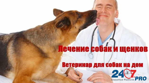 VetKlinik-Msk - ветклиника город - неотложная помощь домашним животным Moscow - photo 2