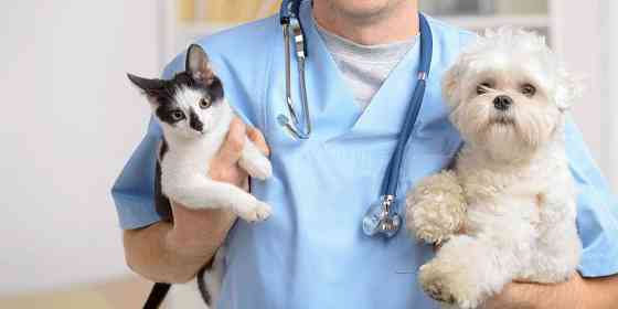 Ветеринар для кошки на дом в Москве Moscow