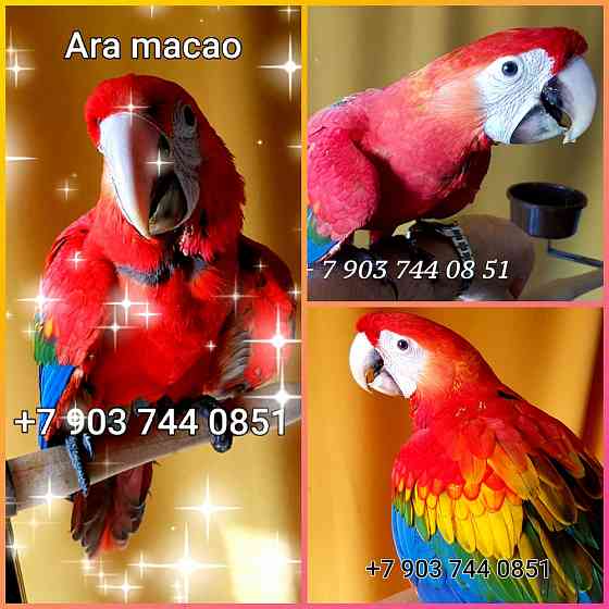 Красный ара (Ara macao) - абсолютно ручные птенцы из питомника Moscow