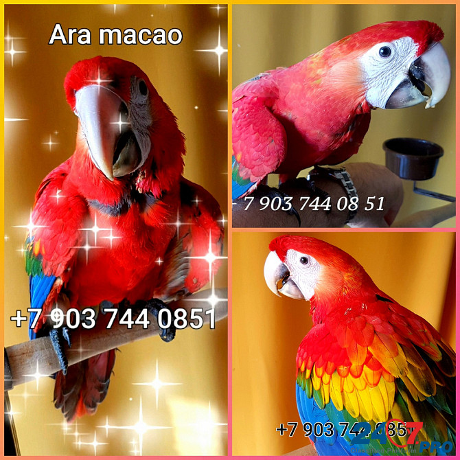 Красный ара (Ara macao) - абсолютно ручные птенцы из питомника Москва - изображение 1