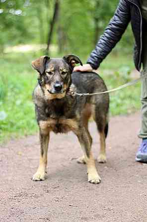 Молодая собака, приученная к неспешным прогулкам Sankt-Peterburg