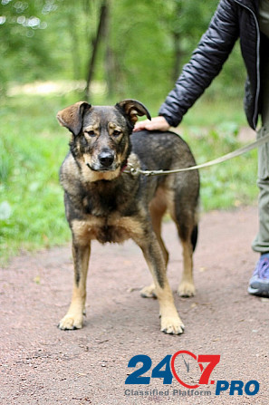 Молодая собака, приученная к неспешным прогулкам Санкт-Петербург - изображение 1