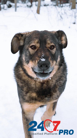 Молодая собака, приученная к неспешным прогулкам Санкт-Петербург - изображение 6