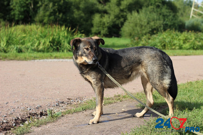 Молодая собака, приученная к неспешным прогулкам Sankt-Peterburg - photo 3
