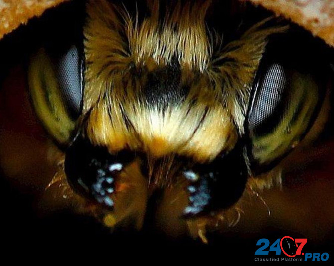 Пчелопакеты Карпатка, Карника запись на 2023 год Омск - изображение 1