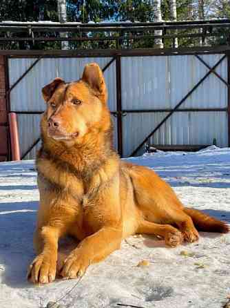 Представительный молодой пёс в дом Sankt-Peterburg