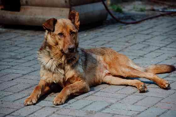 Представительный молодой пёс в дом Sankt-Peterburg