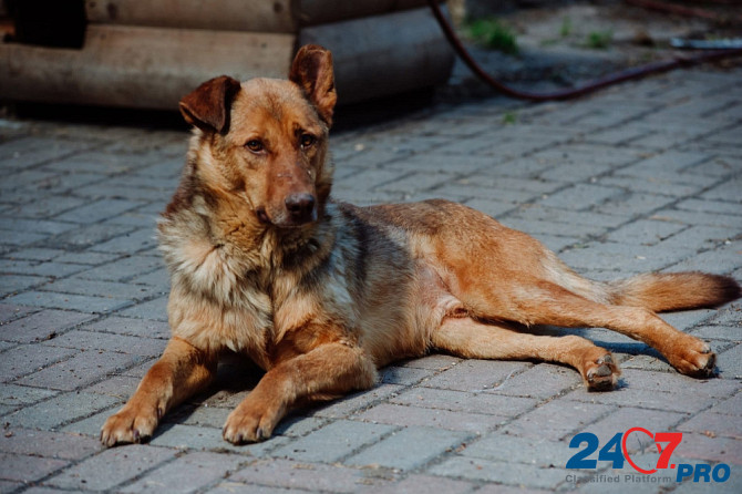 Представительный молодой пёс в дом Sankt-Peterburg - photo 2