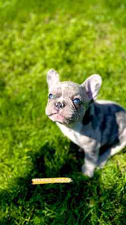 French bulldog puppies for sale. Lier