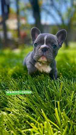 French bulldog puppies for sale. Lier