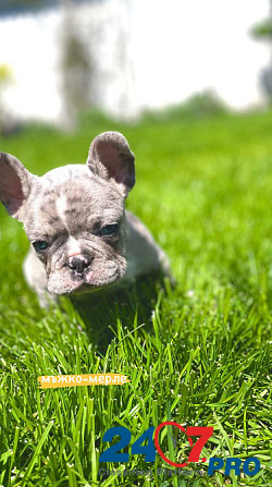 French bulldog puppies for sale. Lier - photo 7