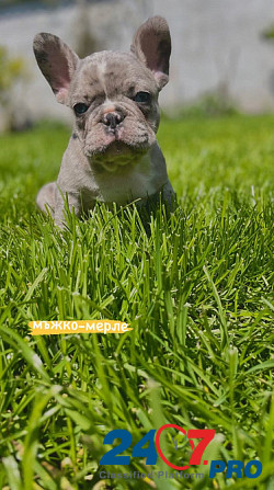 French bulldog puppies for sale. Lier - photo 4