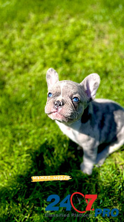 French bulldog puppies for sale. Lier - photo 6