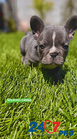 French bulldog puppies for sale. Lier - photo 2