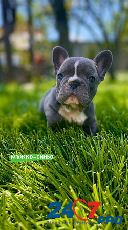 French bulldog puppies for sale. Lier - photo 1