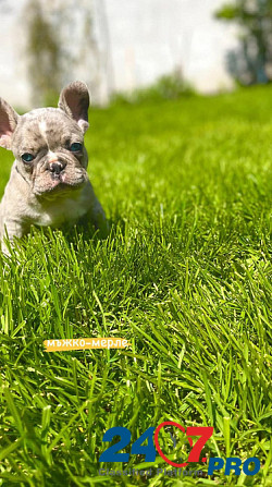 French bulldog puppies for sale. Lier - photo 5