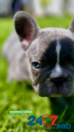 French bulldog puppies for sale. Lier - photo 3