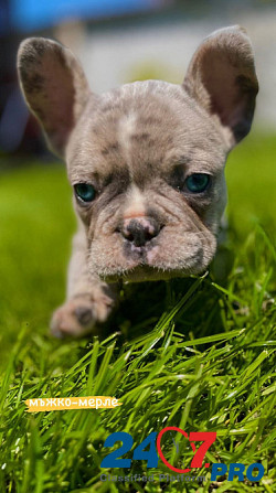 French bulldog puppies for sale. Lier - photo 8