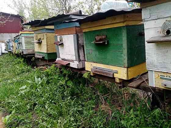 Пчёлы и улья Kursk