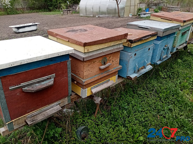 Пчёлы и улья Kursk - photo 4