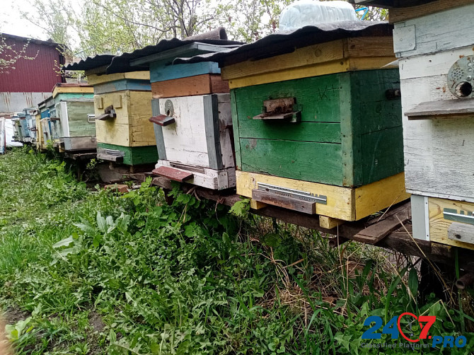 Пчёлы и улья Kursk - photo 3
