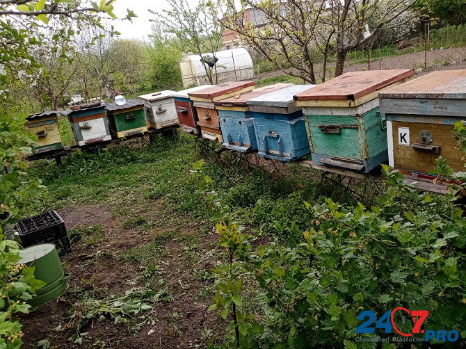 Пчёлы и улья Kursk - photo 1